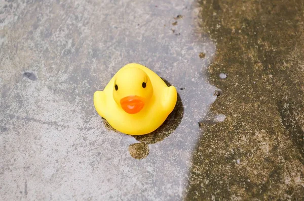 yellow plastic duck doll wet floor