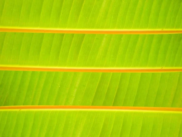 Grön Banan Lämnar Textur Bakgrund — Stockfoto