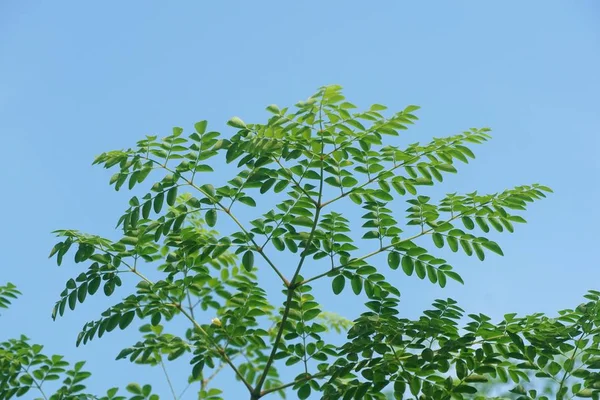 Vert Frais Moringa Oleifera Plante Dans Jardin Naturel — Photo