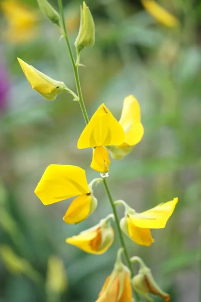 Żółty Crotalaria Juncea Kwiat Ogrodzie Przyrody — Zdjęcie stockowe