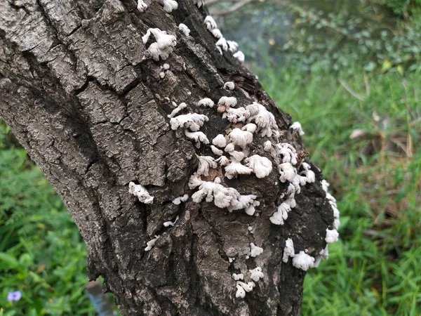 Nahaufnahme Weißer Pilz Auf Trockener Holzrinde — Stockfoto