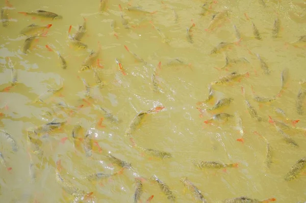 Peces Pequeños Agua —  Fotos de Stock