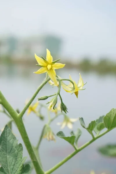 tomato flower in nature garden