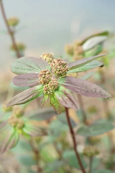 Tuinsparren Bloem Natuur Tuin — Stockfoto