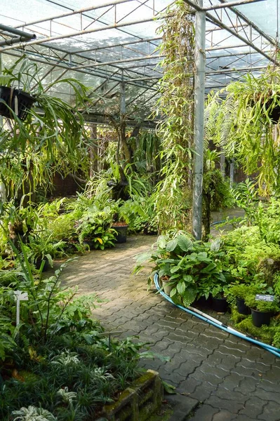 Grüner Garten Land Thailand — Stockfoto