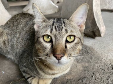 Çimento zeminindeki sevimli kediyi kapat.