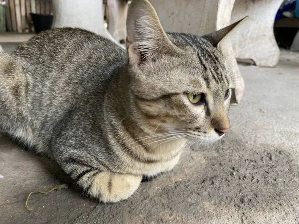 Close Schattig Kat Cement Vloer — Stockfoto