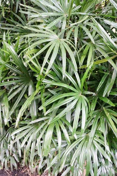 Frische Grüne Rhapis Excelsa Pflanze Naturgarten — Stockfoto