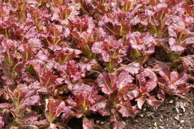 Kırmızı Marul Bitkisi Doğa Bahçesinde