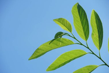 Taze yeşil Annona Squamosa yaprakları doğa bahçesinde