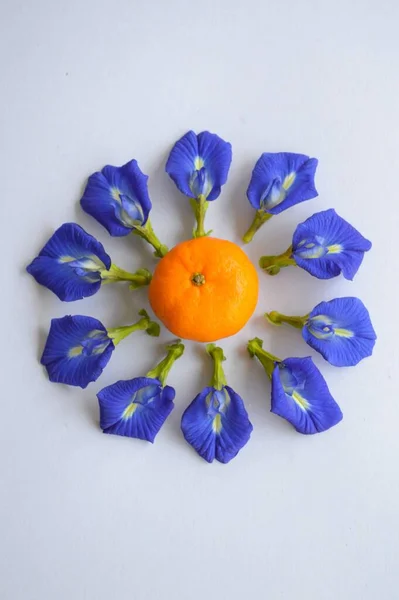 Schmetterling Erbsenblume Und Orangen Auf Weißem Hintergrund — Stockfoto