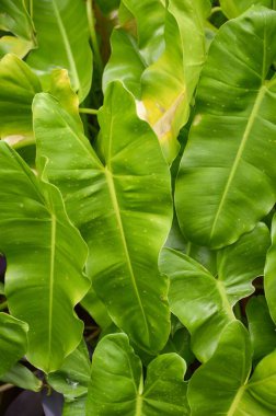 Yeşil Philodendron yaprakları doğa bahçesinde