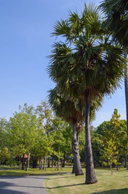 Doğa bahçesinde yeşil palmiye