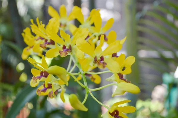 Желтый Цветок Орхидеи Саду Природы — стоковое фото
