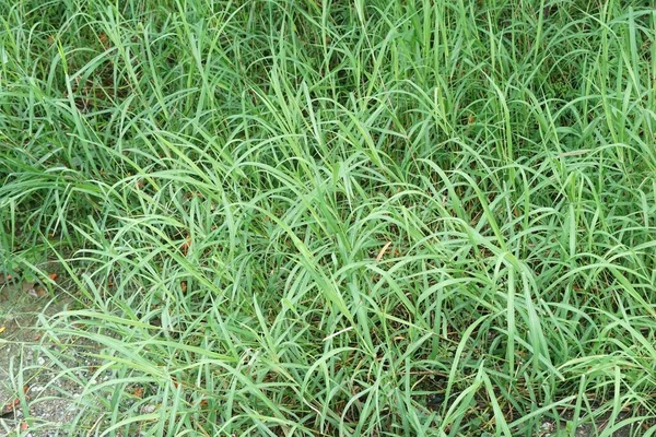 Herbe Verte Fraîche Dans Jardin Naturel — Photo