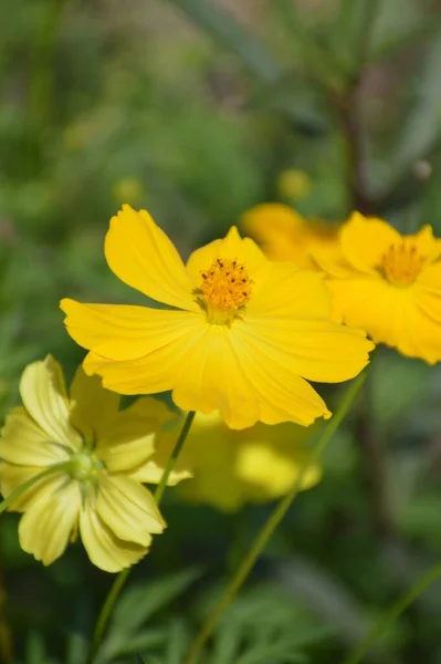 Kosmos Sulphureus Bunga Taman Alam — Stok Foto