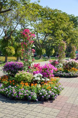 Tayland 'ın doğal bahçesinde renkli bir çiçek