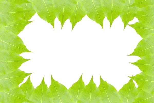 Fresh Green Leaf White Background — Stock Photo, Image