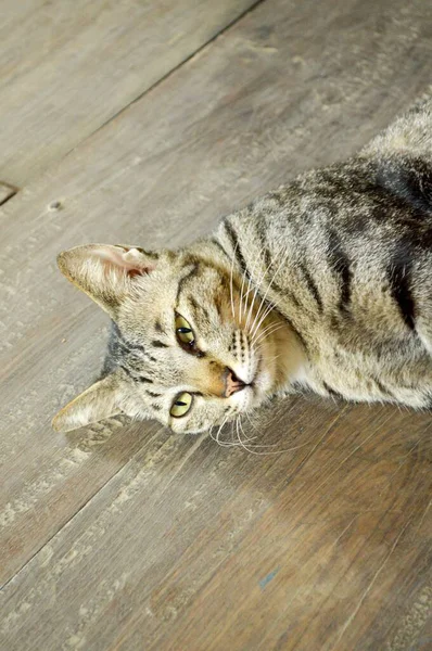 Niedliche Katze Auf Holzboden — Stockfoto