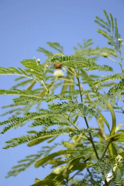 Leucaena Glauca Árvore Jardim Natureza — Fotografia de Stock