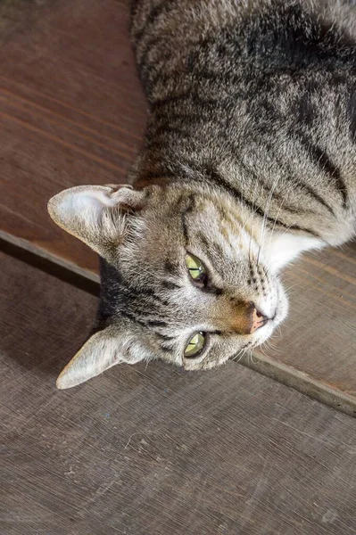 Roztomilá Kočka Dřevěné Podlaze — Stock fotografie