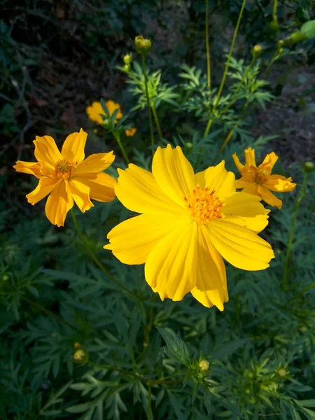 Cosmos Flor Sulfurosa Jardim Natureza — Fotografia de Stock