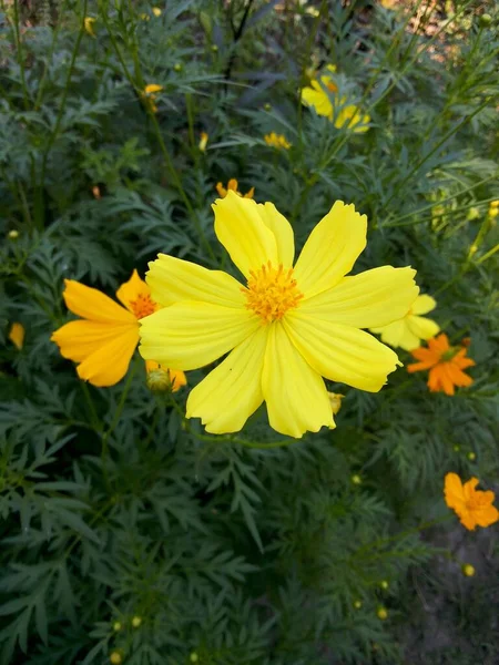 Cosmos Flor Sulfurosa Jardim Natureza — Fotografia de Stock