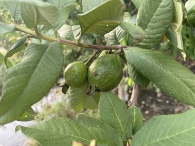 Meyve bahçesinde yeşil guava