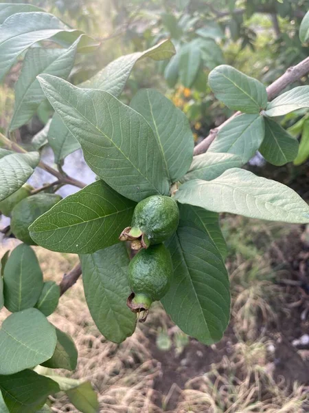 Guayaba Verde Jardín Frutas — Foto de Stock