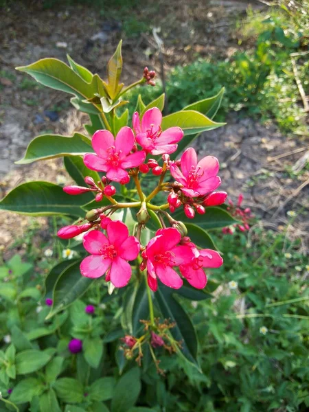 Jatropha Integerrima Λουλούδι Στον Κήπο Της Φύσης — Φωτογραφία Αρχείου