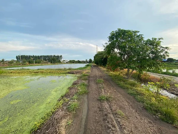 Chemin Terre Dans Nature Pays Thaïlande — Photo