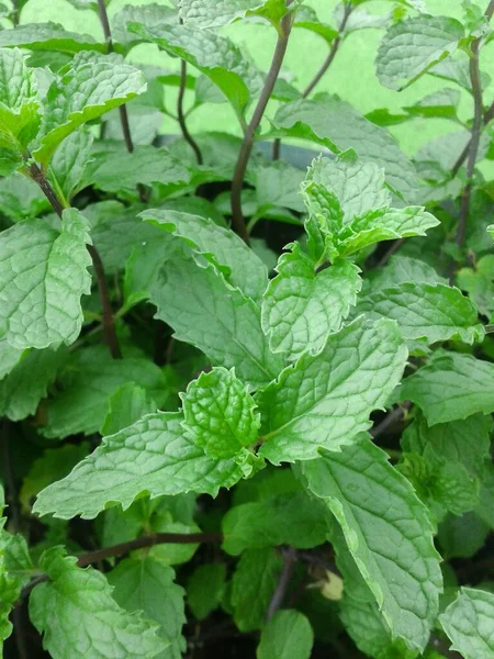 Fechar Plantas Hortelã Cozinha Jardim Natureza — Fotografia de Stock