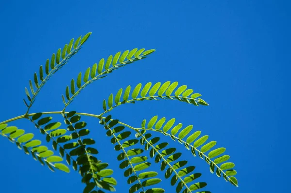 Fris Groen Acaciabladeren Blauwe Lucht — Stockfoto