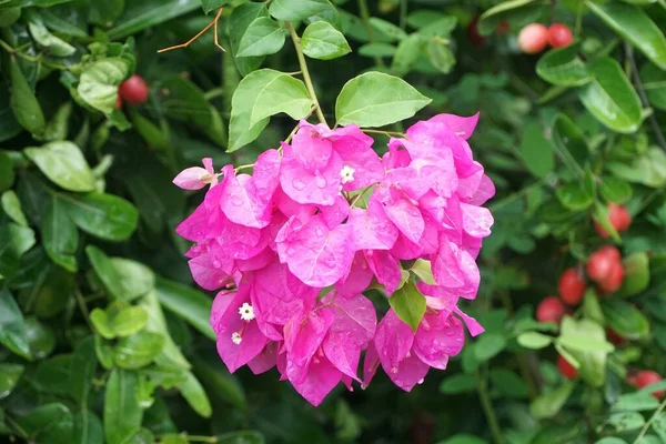 庭のピンクブーゲンビリアの花 — ストック写真