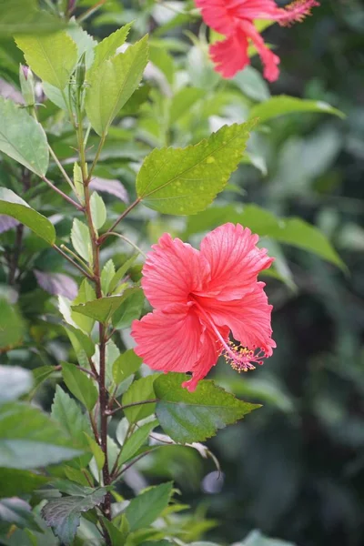 Piros Hibiscus Syriacus Virág Természetben Kert — Stock Fotó