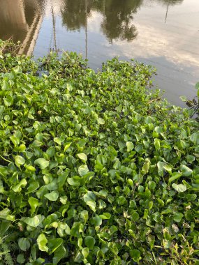 Doğa bahçesinde taze yeşil su sümbülü bitkisi