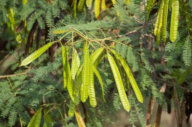 Akasya ağacı doğa bahçesinde 