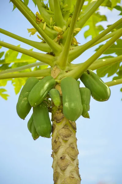 Albero Papaia Verde Nel Giardino Della Frutta — Foto Stock