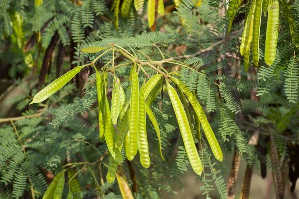 Acacia Boom Natuur Tuin — Stockfoto