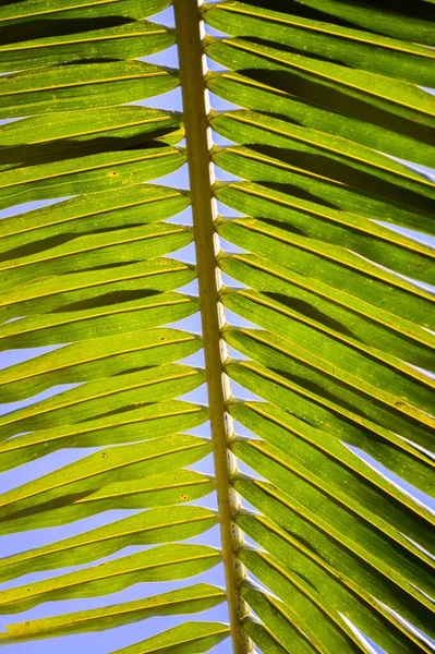Свежие Зеленые Листья Кокоса Голубом Небе — стоковое фото