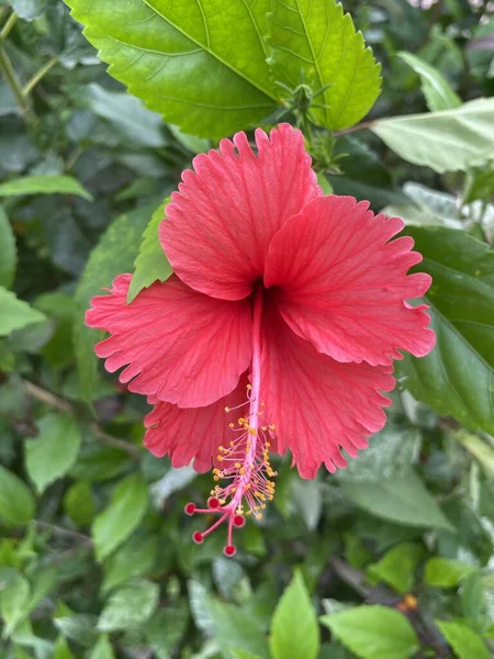 Hakem Doğa Bahçesinde Çiçek Açtı — Stok fotoğraf