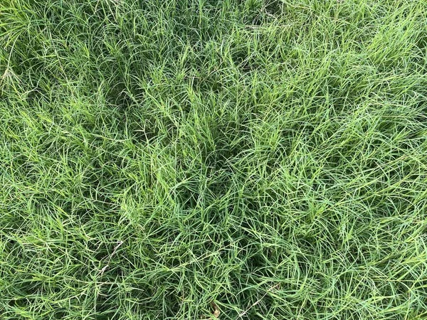 Herbe Verte Fraîche Dans Jardin Naturel — Photo