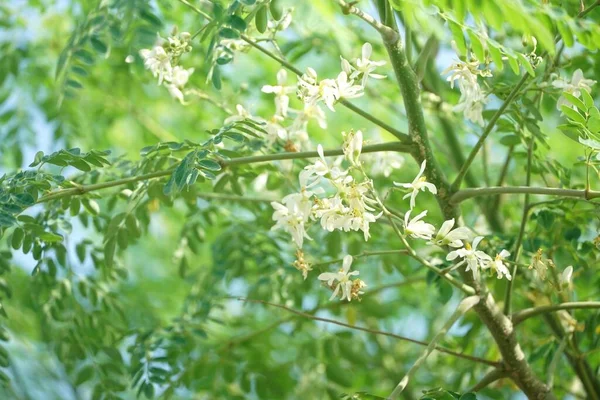 Weiße Blume Aus Nächster Nähe Naturgarten — Stockfoto