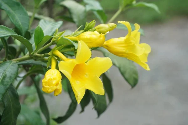 Amarelo Cascabela Thevetia Flor Jardim Natureza — Fotografia de Stock