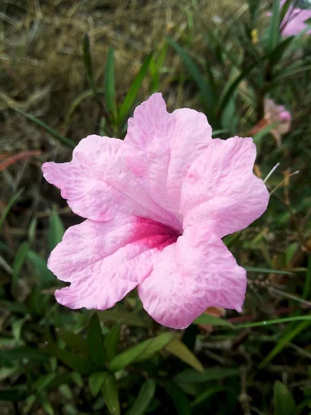 Růžová Ruellia Tuberosa Květina Přírodě Zahrada — Stock fotografie