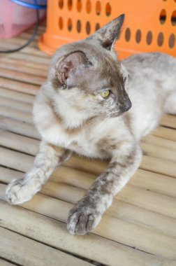 Ahşap zeminde sevimli bir kedi