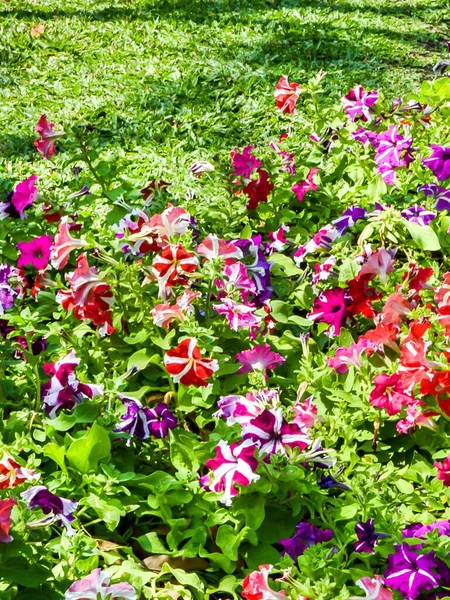 Цветок Петунии Гибридной Саду — стоковое фото