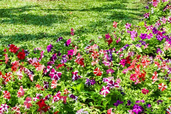 Petunia Hybrida Fiore Nel Giardino Naturale — Foto Stock