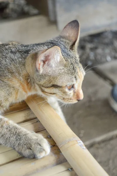 Cute Cat Wood Floor — Stock Photo, Image