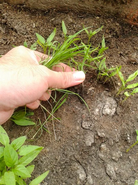 紧紧抓住大自然花园里的草 — 图库照片